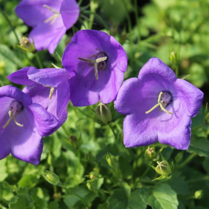 KARPAATTIENKELLO 'BLAUE CLIPS' Campanula Carpatica 'Blaue Clips' P10 Sinivioletti kellokukka
