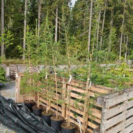 SIPERIANLEHTIKUUSI Larix sibirica 200-250 cm