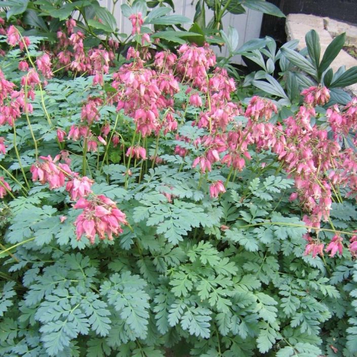 KESAPIKKUSYDAN Dicentra formosa P9 Pitkaan kukkiva, vaatimaton perinneperenna.