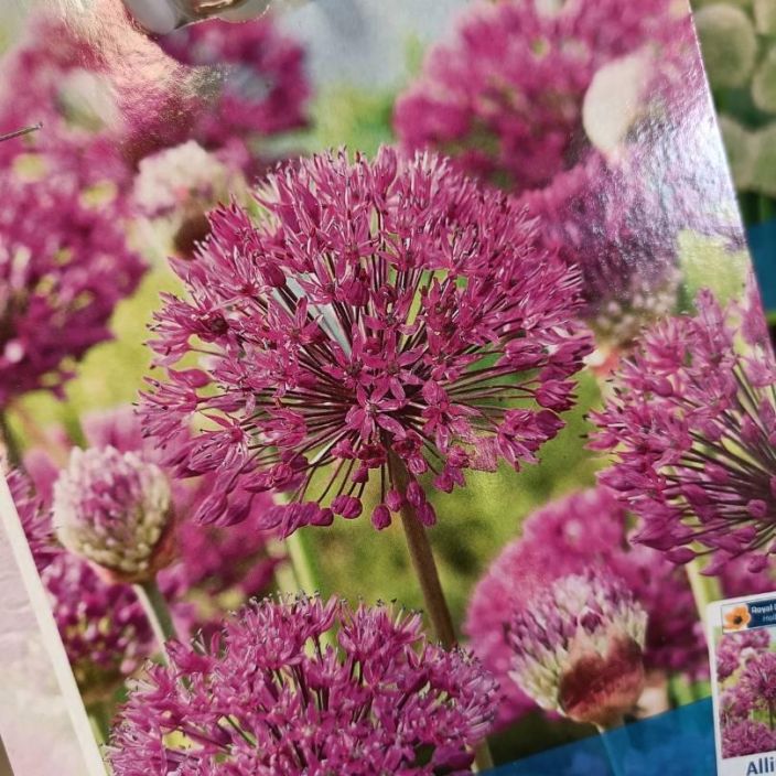 UKKOLAUKKA Allium aflatunense 10 sipulia pussissa