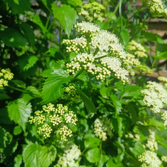HAMMASHEISI 'BLUE MUFFIN' Viburnum dentatum 'Blue Muffin' AT 3L Pensas, joka tekee tummansiniset, koristeelliset marjat /