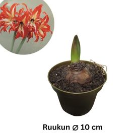 RITARINKUKKA (Amaryllis) 'SWAZI' Hippeastrum 'Swazi' P10