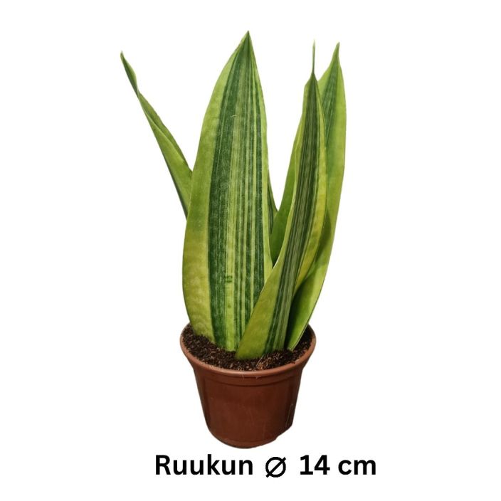 ANOPINKIELI 'JAMAIQUINA QUEEN VARIEGATA' Dracaena (ent. Sansevieria) 'Jamaiquina Queen Variegata' P14 Kellertavalehtinen