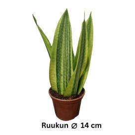 ANOPINKIELI 'JAMAIQUINA QUEEN VARIEGATA' Dracaena (ent. Sansevieria) 'Jamaiquina Queen Variegata' P14