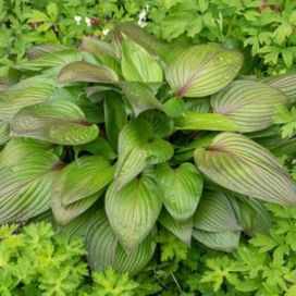 KUUNLILJA 'FIRST BLUSH' Hosta 'First Blush' P12