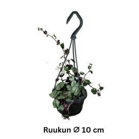 VILLAKKO Senecio bryoniifolius P10,5