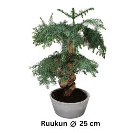 AUSTRALIANARAUKARIA Araucaria cunninghamii BONSAI P25