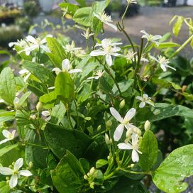 MANTSURIANKÄRHÖ Clematis mandschurica AT 2L