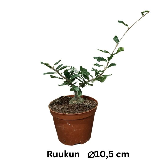 MEHIKASVI Fockea edulis P11 Mehikasvi, joka kasvattaa rungokseen pallomaisen mohkaleen