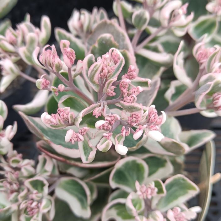ISOMAKSARUOHO 'LA VIE EN ROSE' Hylotelephium (Sedum telephium) 'La Vie En Rose' P13 Kirjavalehtinen isomaksaruoho