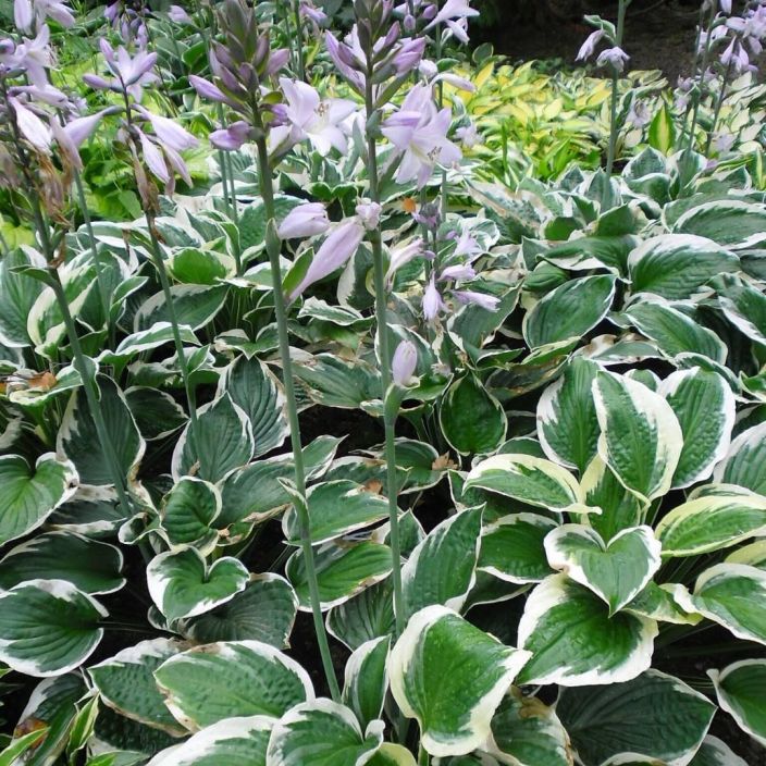 KOMEAKUUNLILJA 'PATRIOT' Hosta Fortunei-r 'Patriot' P10 Kuunlilja, jonka lehden reunat ovat valkoiset