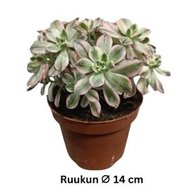 MEHIPUU 'SWEET TEA GROUP' Aeonium 'Sweet Tea Group' P14