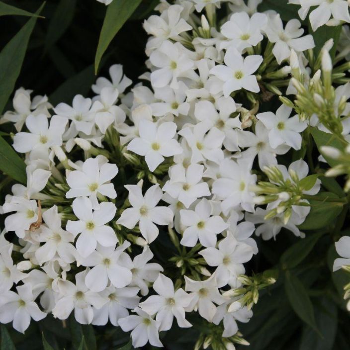 Phlox paniculata 'Early White', syysleimu