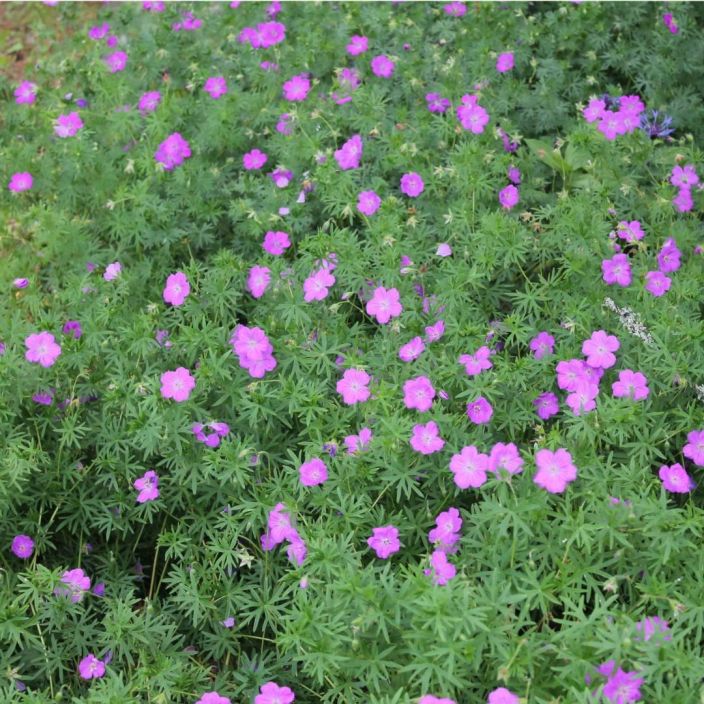 VERIKURJENPOLVI Geranium sanguineum P10 Lila/punertavakukkainen kurjenpolvi