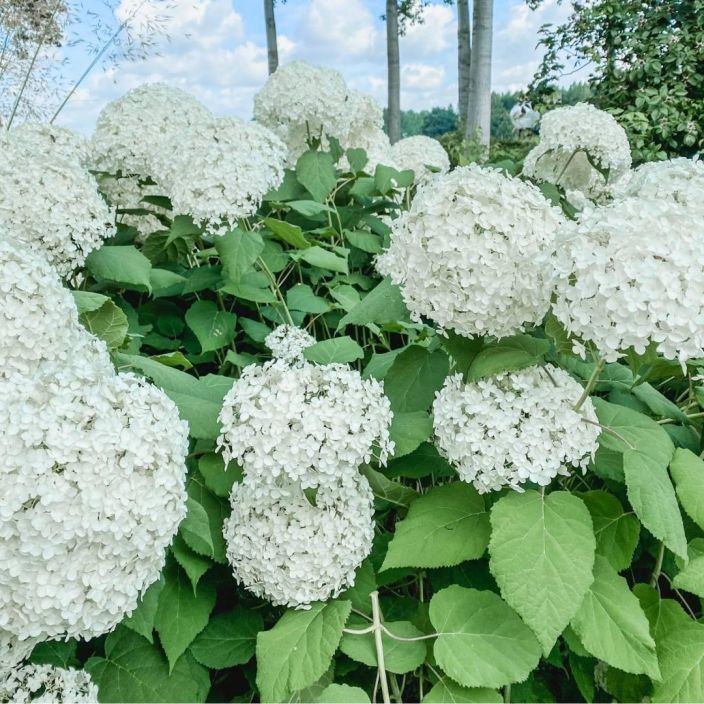 pallohortensia 'Annabelle' Hydrangea arborescens 'Annabelle' VAIN NOUTO