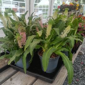 TÖYHTÖVANA MIX Eucomis Mix P17