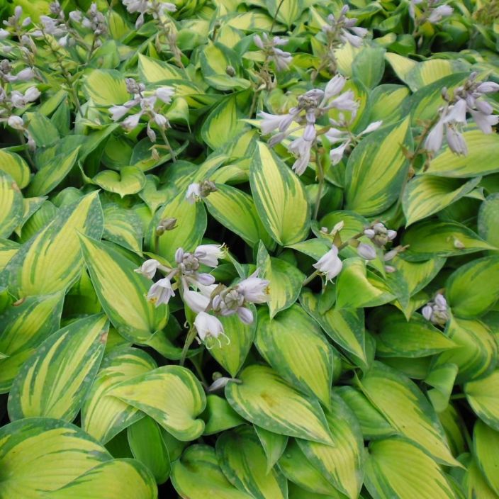 TARHAKUUNLILJA 'JUNE' Hosta Tardiana-r. 'June' P10 Kelta- ja vihreakirjavalehtinen, pienehko kuunlilja