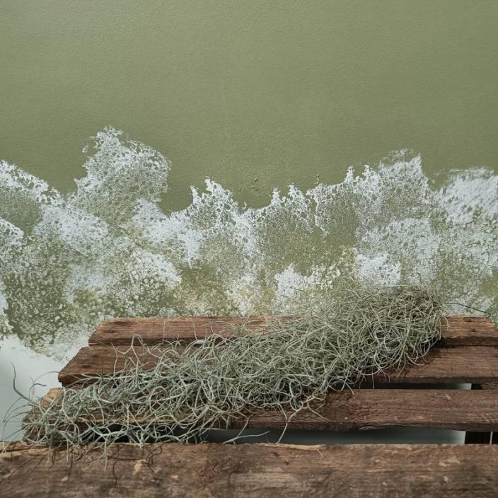 Tillandsia usneoides, naavatillandsia Ilmakasvi, jonka voi laittaa roikkumaan