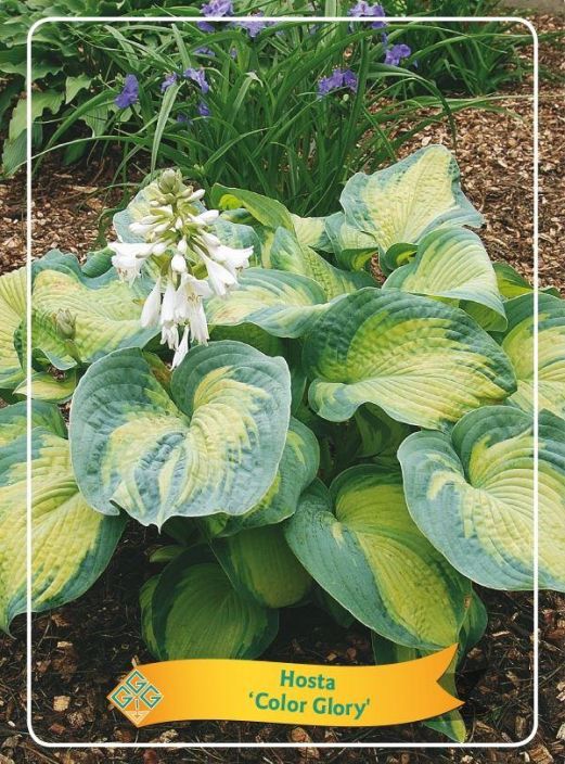 JALOKUUNLILJA 'COLOR GLORY' Hosta 'Color Glory' P11 Hieman ruttulehtinen, kirjava kuunlilja / VAIN NOUTO JALOKUUNLILJA 'COLOR GLORY' Hosta 'Color Glory' P11 Hieman ruttulehtinen, kirjava kuunlilja / VAIN NOUTO