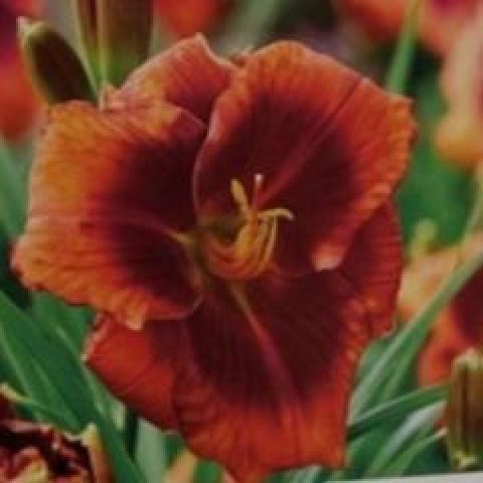 TARHAPAIVANLILJA 'FRANK SMITH' Hemerocallis 'Frank Smith' P11 Oranssikukkainen paivanlilja