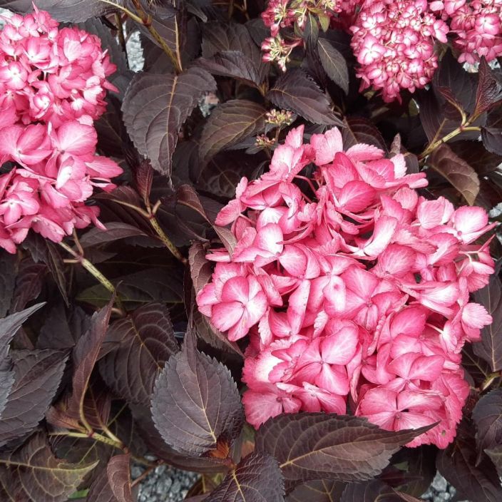 JALOHORTENSIA 'ECLIPSE' Hydrangea macrophylla 'Bailmacseven' At 3L Liki mustan lehvaston tekeva pieni koristepensas. / VAIN