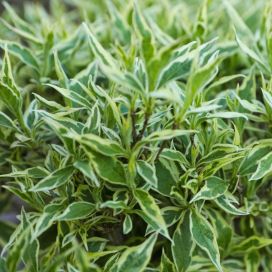 KIRJOVUOHENKUUSAMA 'COOL SPLASH' Diervilla sessilifolia AT 3L