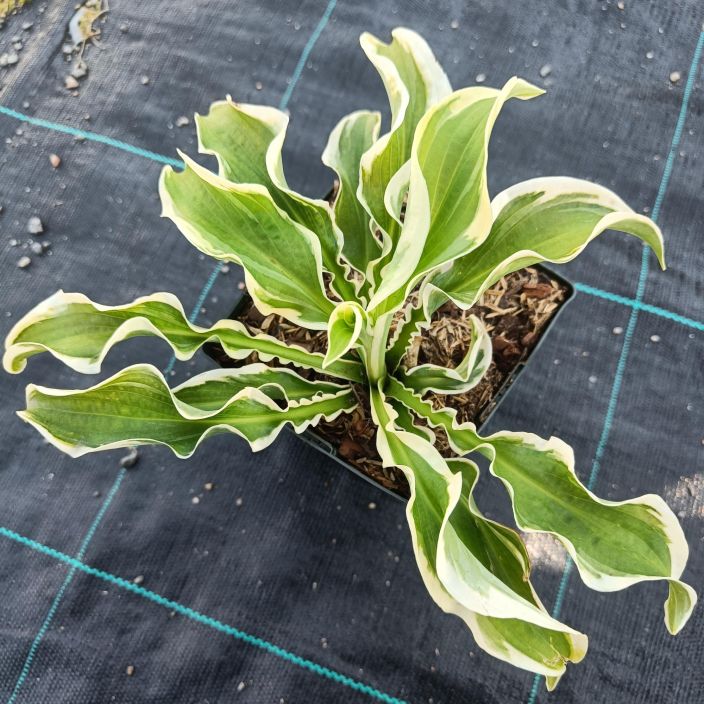 KUUNLILJA 'LET'S TWIST AGAIN' Hosta 'Let's Twist Again' P11 Kirjava- ja kiharalehtinen kuunlilja