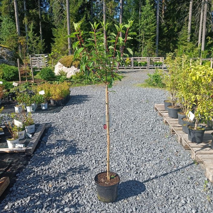 SYYSHORTENSIA 'VANILLE FRAISE' Hydrangea paniculata 'Vanille Fraise' runko 90 cm Komeasti loppukesasta ja alkusyksysta
