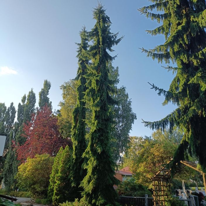 SURUKUUSI Picea abies 'Pendula' 80-100 cm TULOSSA ENNAKKOMYYNTIIN 15.3. / Metsakuusen riippuvaoksainen ja hyvin kapea muoto