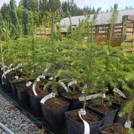 METSÄKUUSI Picea abies 40-60 cm