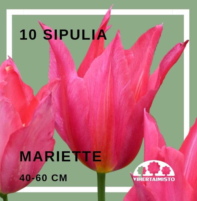 TULIPA 'MARIETTE' Tulipa 'Mariette' 10 sipulia 10 sipulia pussissa