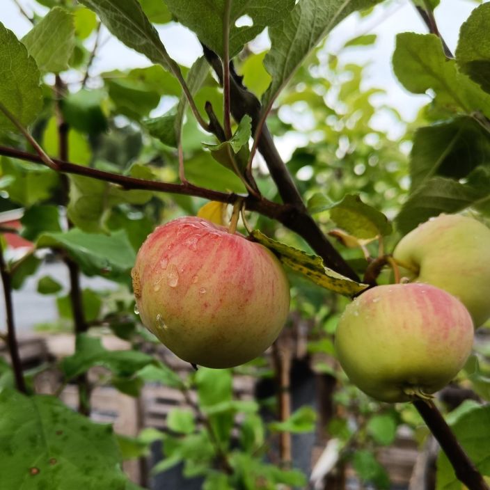 SYYSOMENA 'PUNAKANELI' Malus domestica 'Punakaneli' Perinteinen, makean mausteinen syontiomena. / VAIN NOUTO