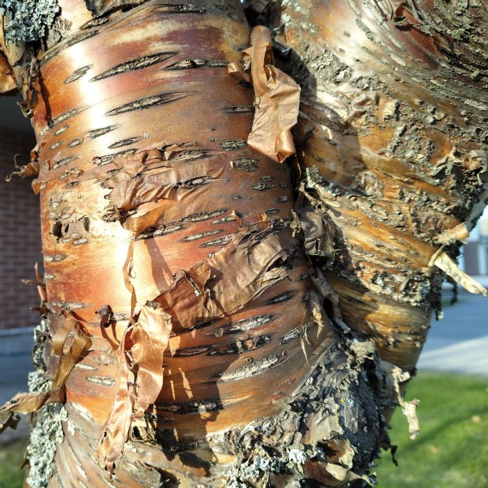 TUOHITUOMI Prunus maackii Kauniin varisen kaarnan omaava, nopeakasvuinen koristepuu, joka kukkii alkukesasta. VAIN NOUTO