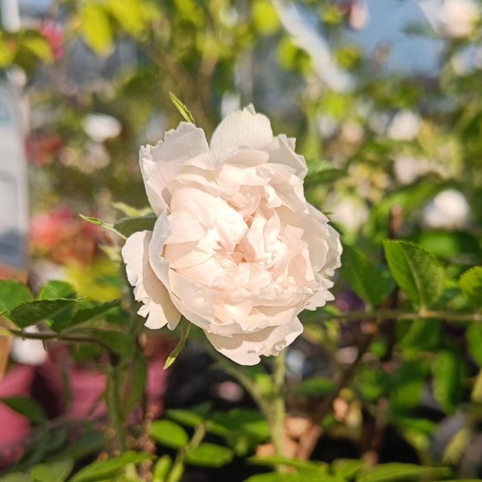NEILIKKARUUSU 'WHITE GROOTENDORST' Rosa 'White Grootendorst' AT 3L Valkokukkainen neilikkaruusu / VAIN NOUTO