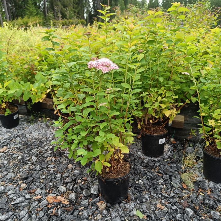 RINNEANGERVO Spirea splendens AT 1,5L Vaaleanpunakukkainen angervo, jolla on hurjan kaunis syysvaritys