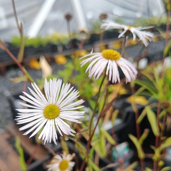 JALOKALLIOINEN 'SOMMERSCHNEE / SOMMERNEUSCHNEE' Erigeron specosus 'Sommerschnee' / 'Sommerneuschnee' P12 Hento,
