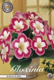 GLOKSINIA 'BLANCHE DE MERU'  mukula 1 kpl