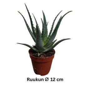 ROHTOALOE Aloe arborescens P12