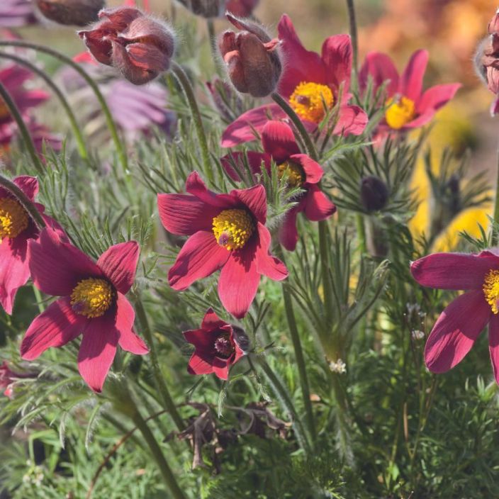 TARHAKYLMANKUKKA 'ROTE GLOCKE' Pulsatilla vulgaris 'Rote Glocke' P10 Alkukevaan punertavakukkainen perenna