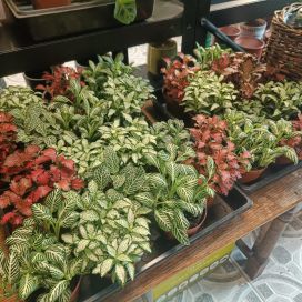 PITSILEHTI MIX Fittonia mix P8,5