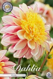 DAALIA 'POLKA' Dahlia 'Polka', juurakko