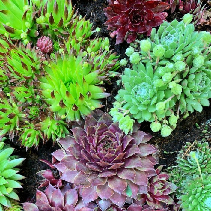 MEHITAHTI MIX Sempervivum mix P10 ENNAKKO! TOIMITUS 6.5 ALKAEN. Sekoitus erilaisia mehitahtia. Emme voi taata tietyn