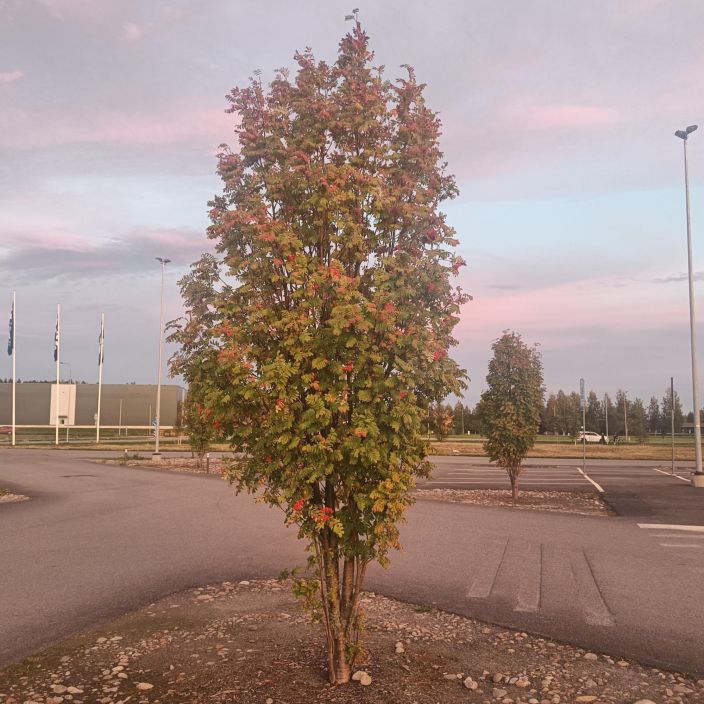 PYLVASPIHLAJA 'FASTIGIATA' Sorbus aucuparia 'Fastigiata' 150-200 cm Kapeakasvuinen pihlaja, sopii pieneenkin pihaan / VAIN