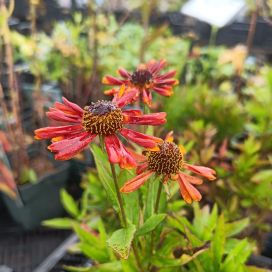 SYYSHOHDEKUKKA 'SIESTA' Helenium 'Siesta' P10