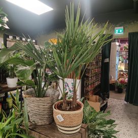 KUITUPALMU Trachycarpus fortunei P21