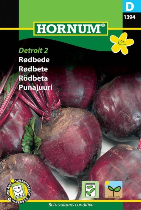 Punajuuri 'Detroit 2'