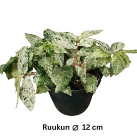 VIHERPANTTERIKÖYNNÖS 'VARIEGATA' Pellionia repens 'Variegata' P12