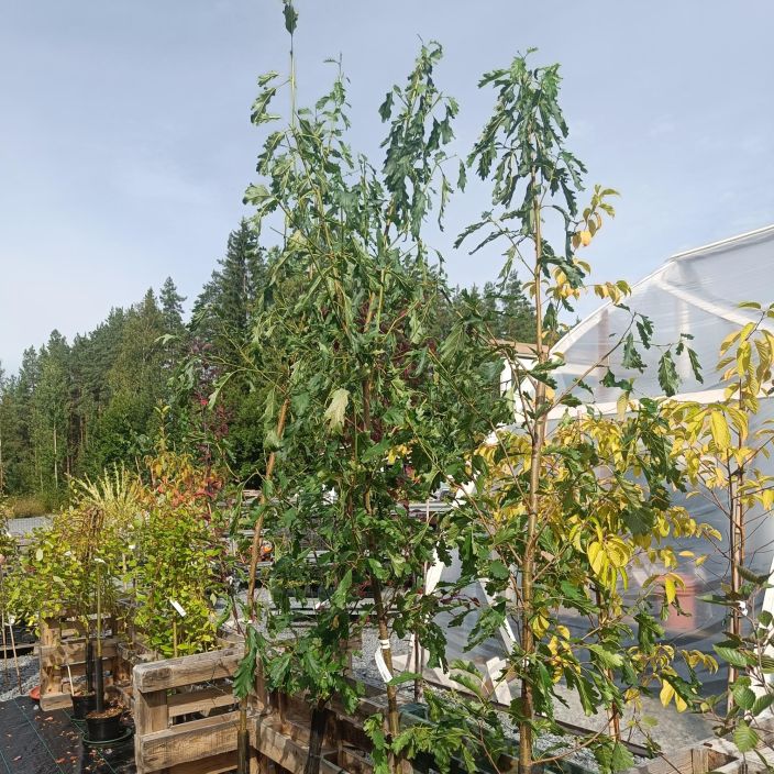 TAMMENLEHTILEPPA Alnus glutinosa var. quercifolia 150-250 cm Tervalepan erikoismuoto, jonka lehdet muistuttavat tammen