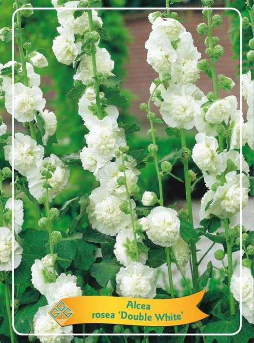 TARHASALKORUUSU 'DOUBLE WHITE' Alcea rosea 'Double White' P11