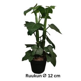 MEHIKISSUS Cissus quadrangularis P12
